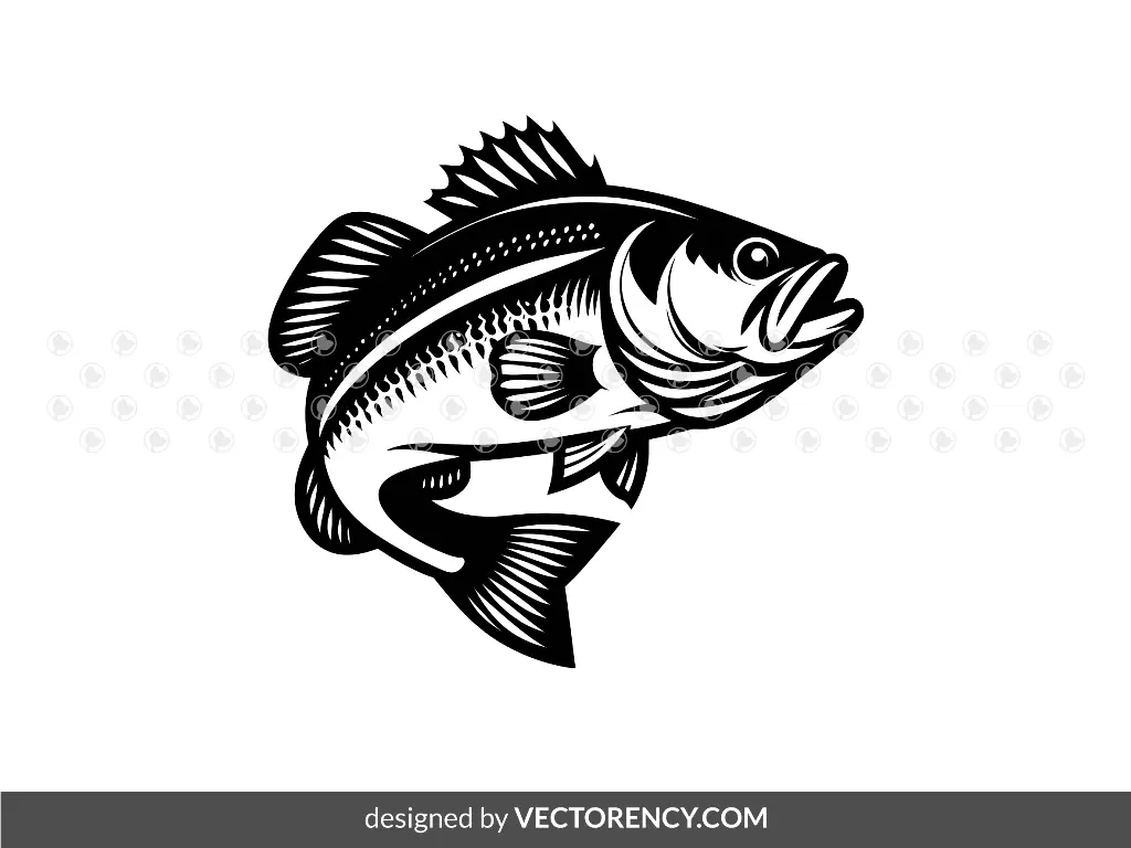 Bass Fish SVG Vector Image